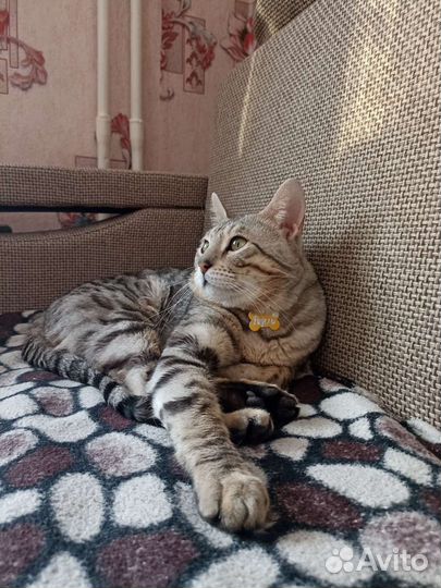 Бенгальский кот, вязка