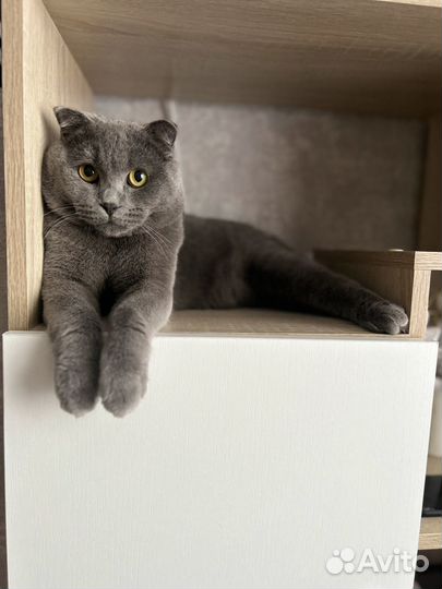 Котик в добрые руки