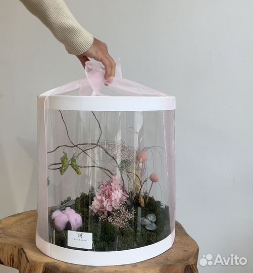 Мини сад тропических бабочек живые бабочки ферма