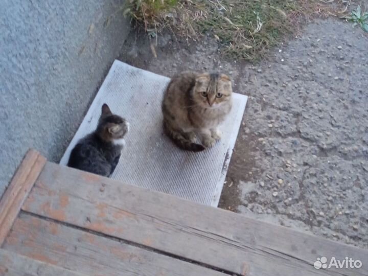 Кошка в дар бесплатно