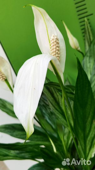 Вариегатный Спатифиллум Сильвер Купидо редкий сорт