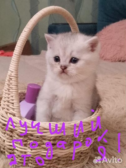 Шотландские котята