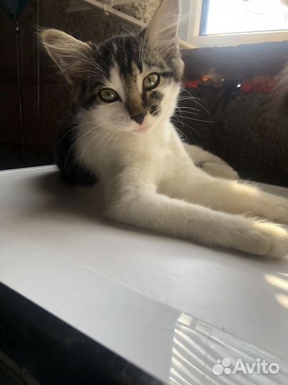 Кошечка в дар