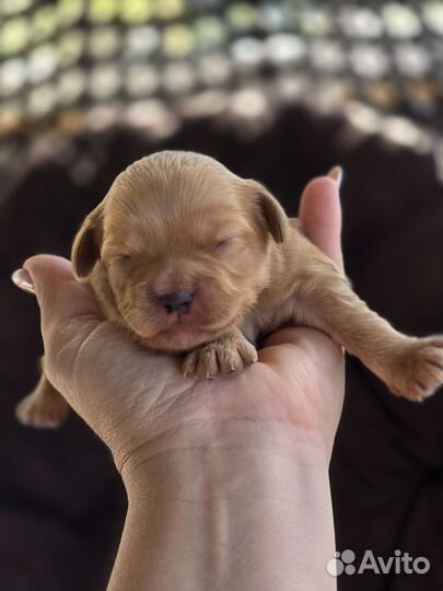 Щенки мальтипу f1 мини