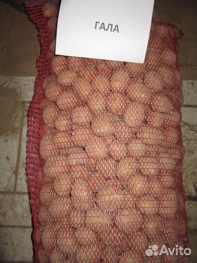 Семенной картофель гала