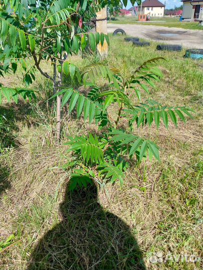 Саженцы сумах оленерогий или уксусного дерева