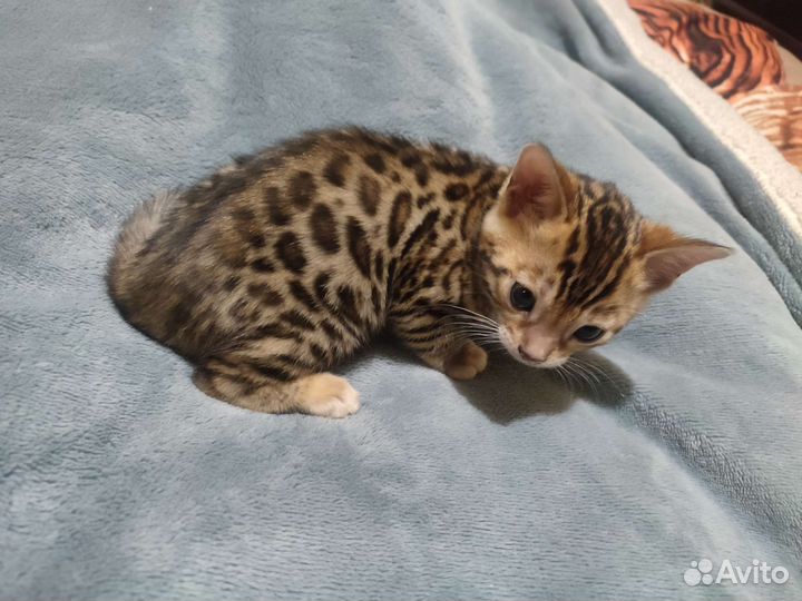 Бенгальские котята
