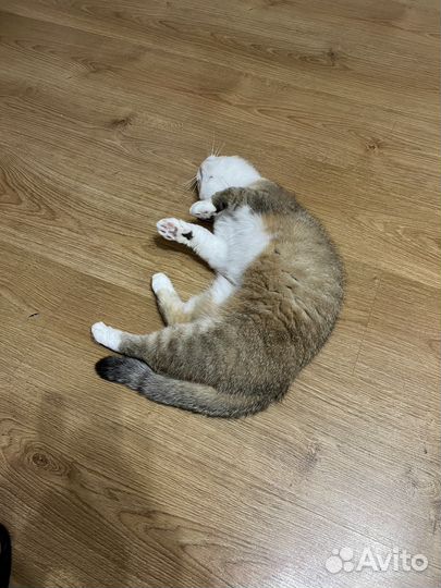 Кошка британская