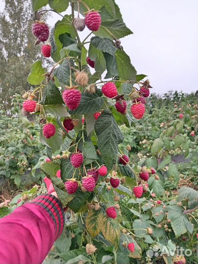 Саженцы малины
