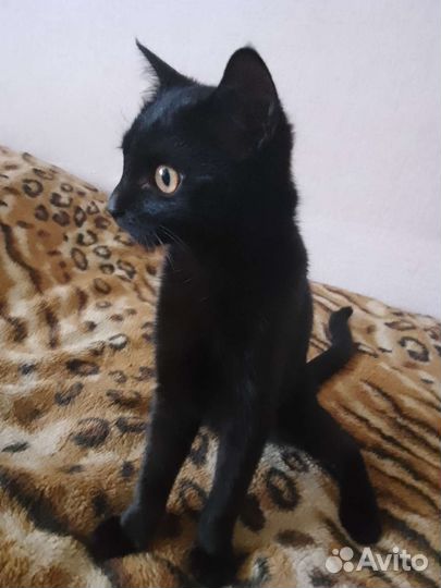 Кошка мальчик