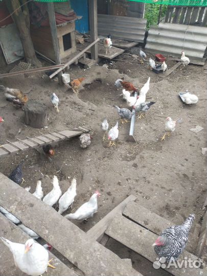 Куры молодки несушки