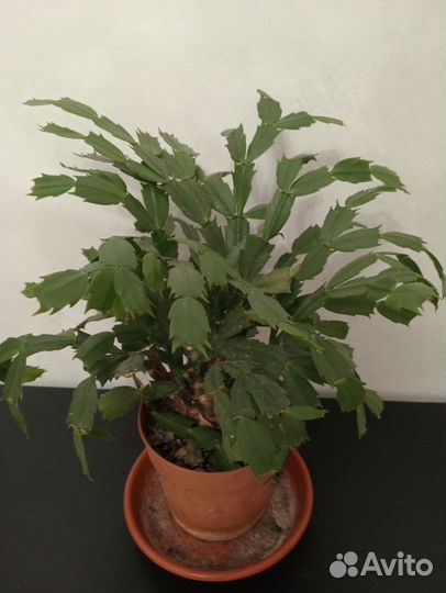 Шлюмбергера усечённая