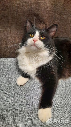 Очень красивый молодой котик