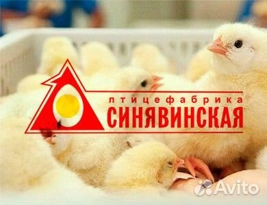 Наладчик пищевого оборудования