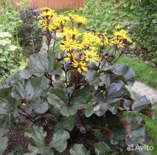 Бузульник зубчатый 