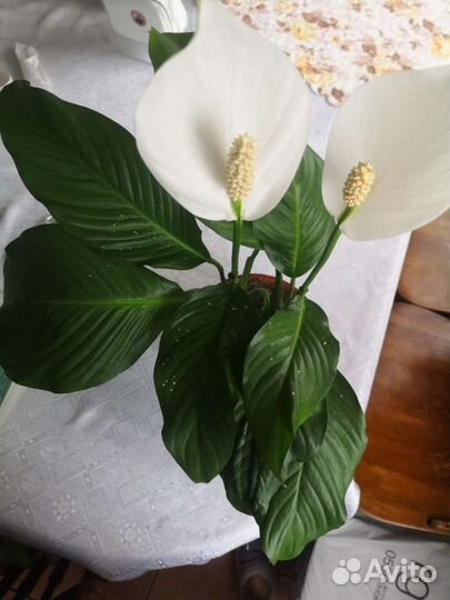 Спатифиллум