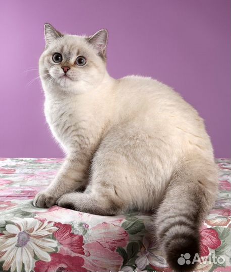 Британский котик с родословной Ny 11 33