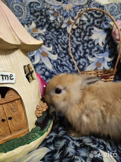 Декоративные кролики