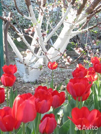 Разносортные растения для начинающих