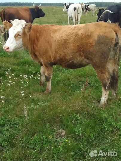 Корова дойная с теленком