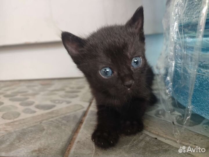 Кошки в добрые руки бесплатно