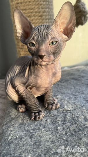 Малыши донской сфинкс