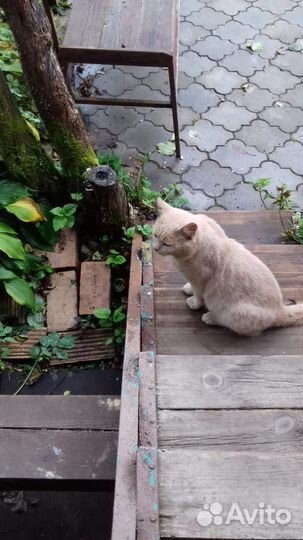 Котик в добрые руки