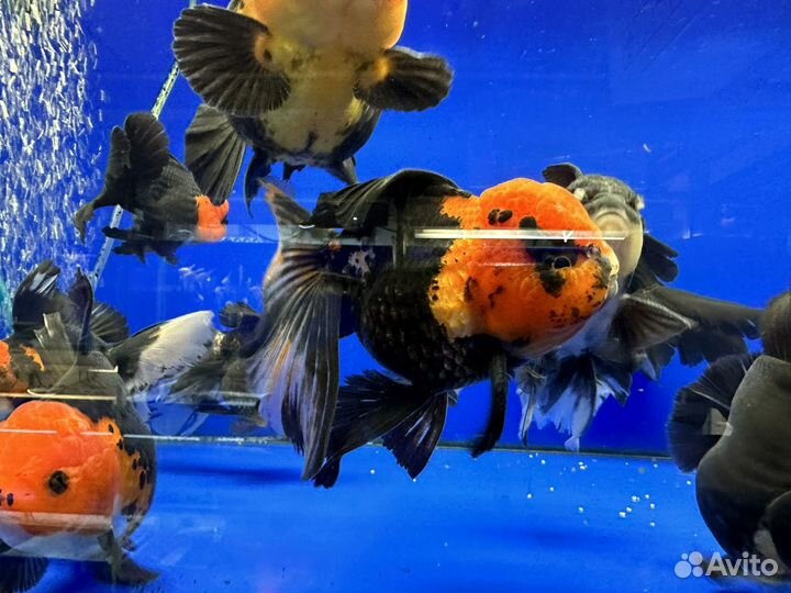 Оранда гигант