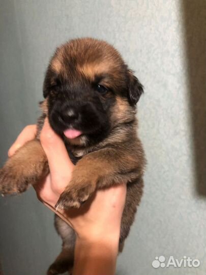 Щенок пупсик милый в добрые руки