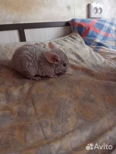 Шиншилла