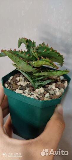 Сортовые алоэ, гибриды