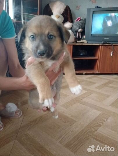 Маленькая собака в добрые руки бесплатно