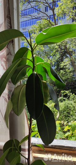 Продается фикус