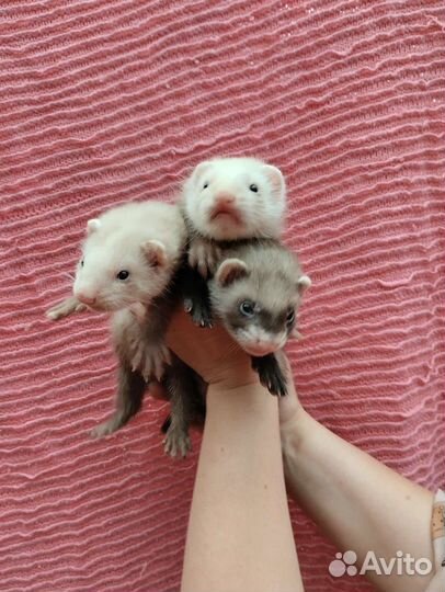 Хорьки. Эксклюзив. Мишки Бу. Доставка