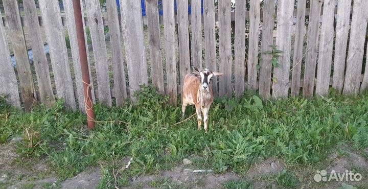 Продам козу на праздник