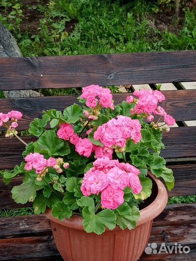 Пеларгония Та Майская роза