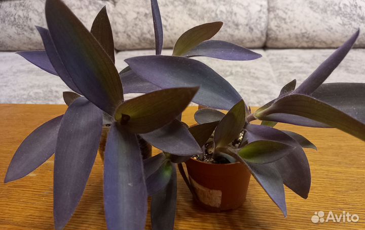 Сеткреазия пурпурная, пеперомия Пикси Лайм