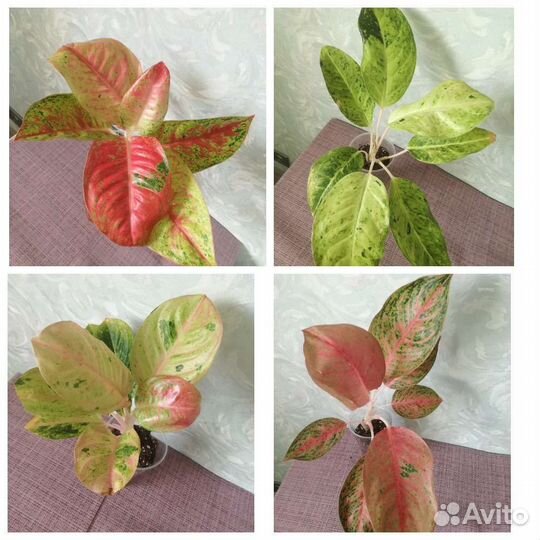 Аглаонемы Нолины Зензи Калатеи Фикусы Алоказии