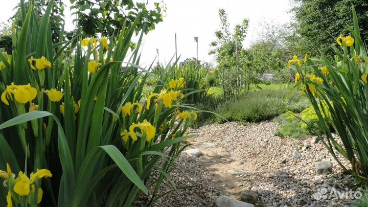 Растения для сада