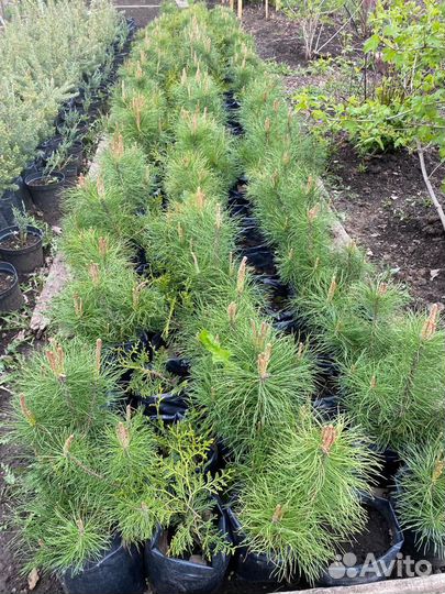 Деревья (сосна, ель, туя, можжевельник) продажа