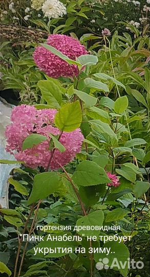 Садовые цветы и растения