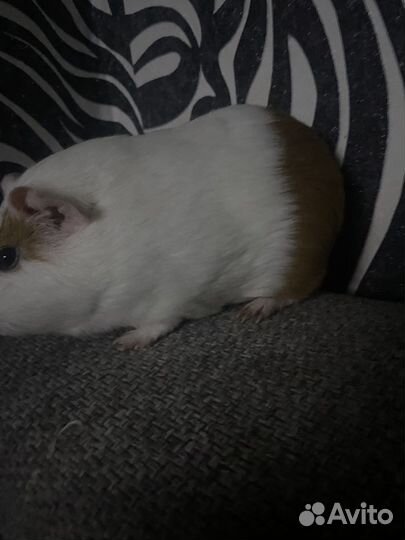 Морская свинка