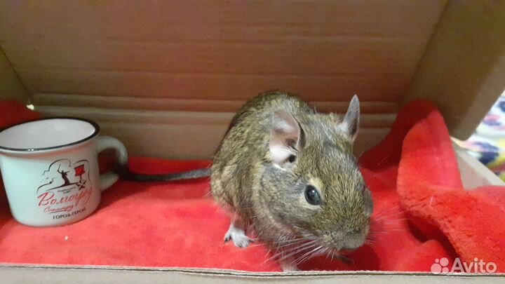 Дегу чилийские белки