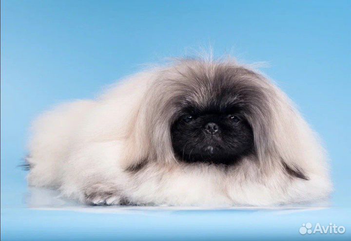 Вязка пекинес