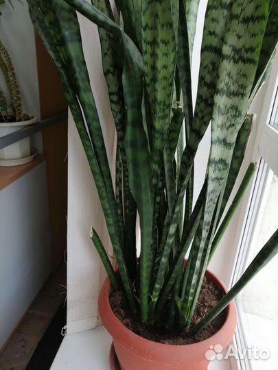 Сансевиера Щучий Хвост