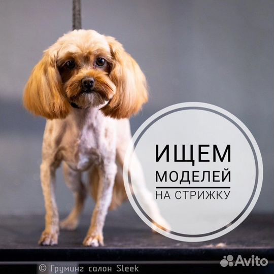 Груминг, модель на стрижку