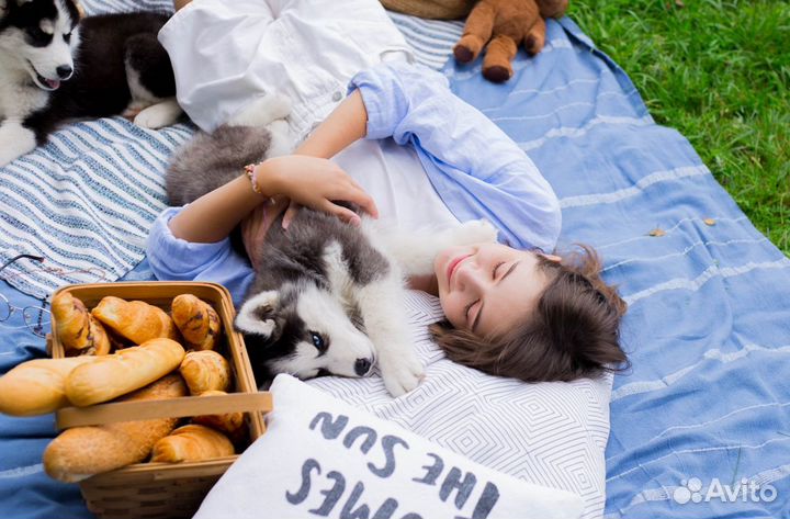 Фотосессия с Хаски