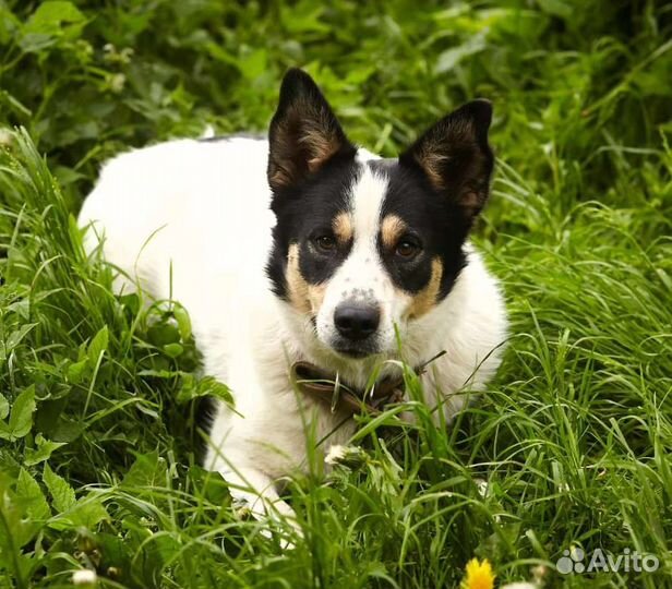 Собака улыбака