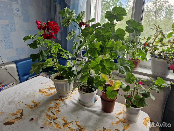 Комнатные растения