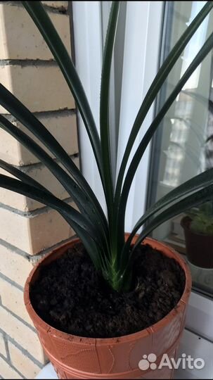 Пальма панданус